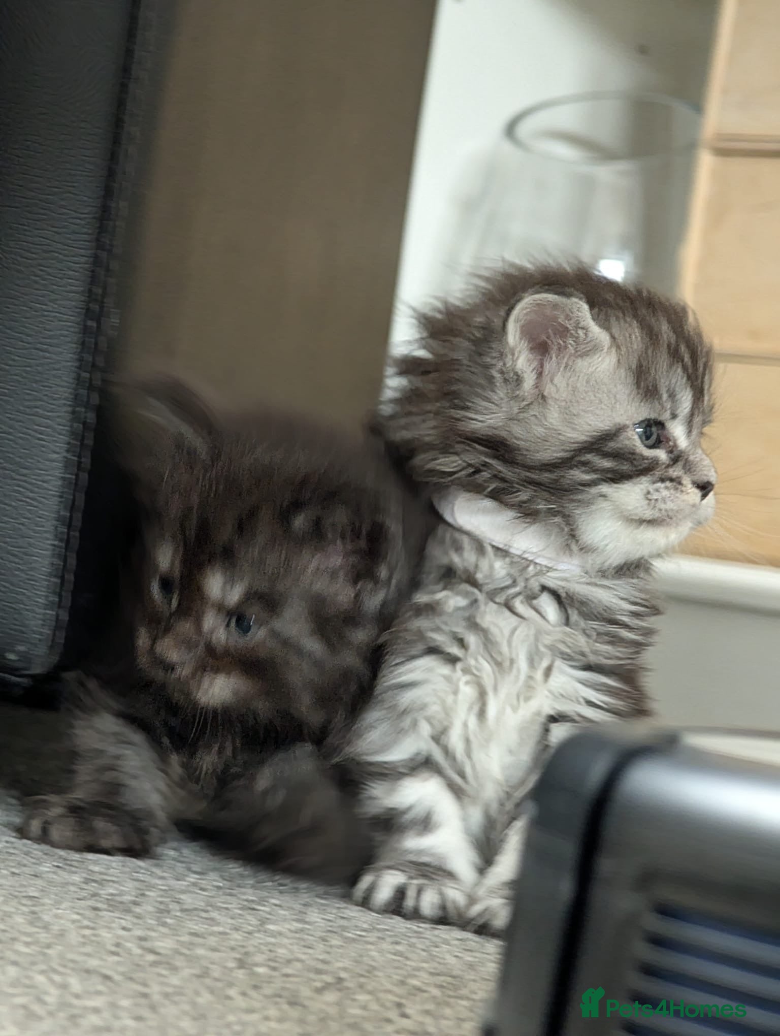 Maine Coon cats for sale: Maine coon kittens  - Advert 14