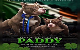 American Bully dogs for sale: Pocket bully puppies - Image 2