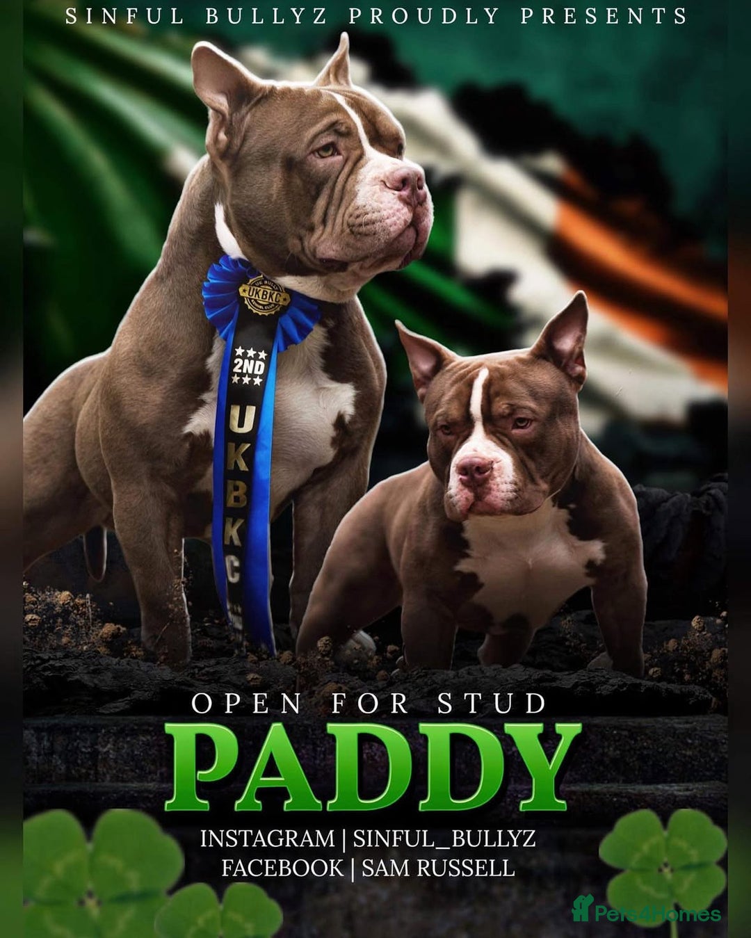 American Bully dogs for sale: Pocket bully puppies - Image 2