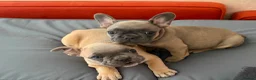 French Bulldog dogs for sale: French Bulldog Puppy's looking for a loving home - Advert 6