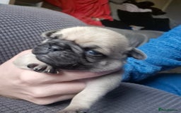 Pug dogs for sale: 4 beautiful pugs  - Image 2