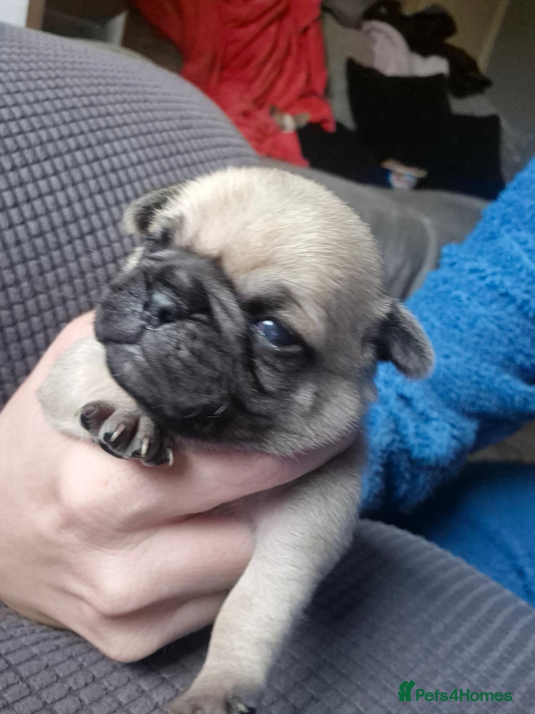 Pug dogs for sale: 4 beautiful pugs  - Image 2