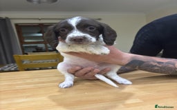 English Springer Spaniel dogs for sale: 🐾 Pedigree English Springer Spaniel Puppies 🐾 - Image 5
