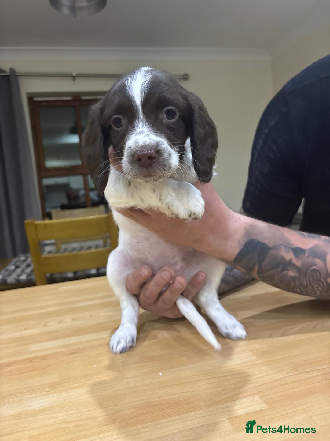 English Springer Spaniel dogs for sale: 🐾 Pedigree English Springer Spaniel Puppies 🐾 - Image 5