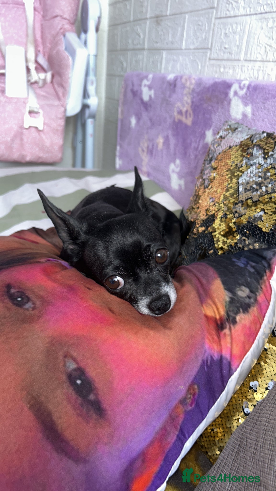 Chihuahua dogs Adorable Chihuahua  - Advert 2