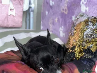 Chihuahua dogs Adorable Chihuahua - Advert 15