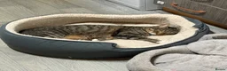 Mixed Breed cats for sale: Two male cats just over 1 year old - Advert 4