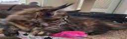 Maine Coon cats for sale: Top quality Mainecoon girls..Tica reg  - Advert 21