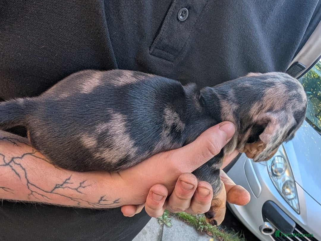 Dachshund dogs for sale: Daschund Puppies for sale  - Image 3
