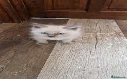 Ragdoll cats for sale: Ragdolls ready now - Image 6