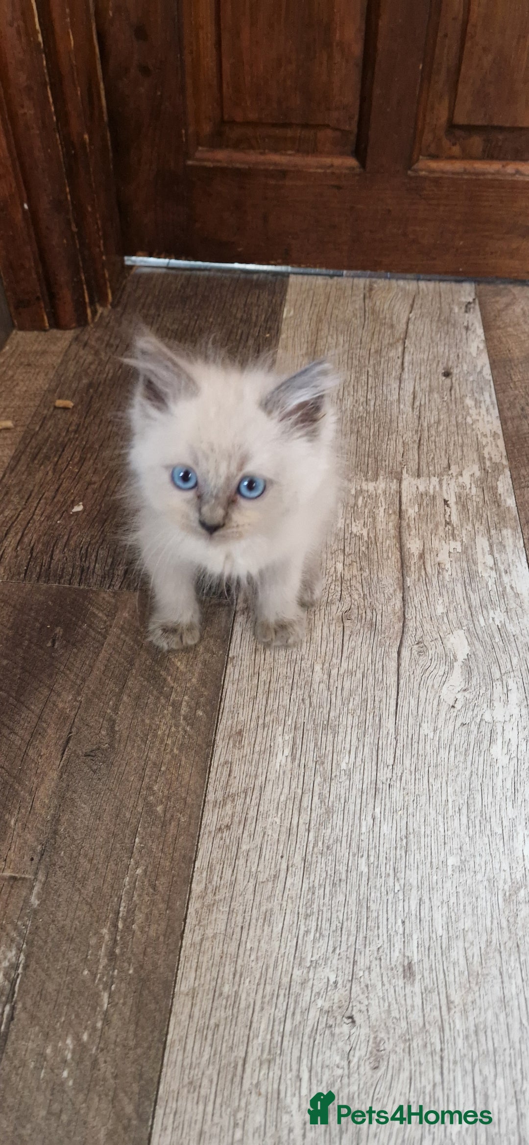 Ragdoll cats for sale: Ragdolls ready now - Image 6