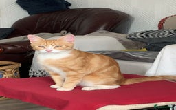 Mixed Breed cats for sale: 4 Month Female Tabby Kitten Available (Birmingham) - Image 3