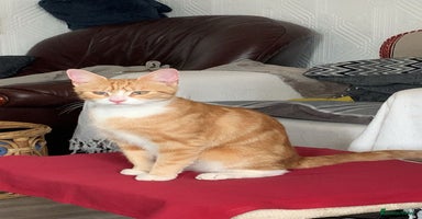 Mixed Breed cats - Advert 12