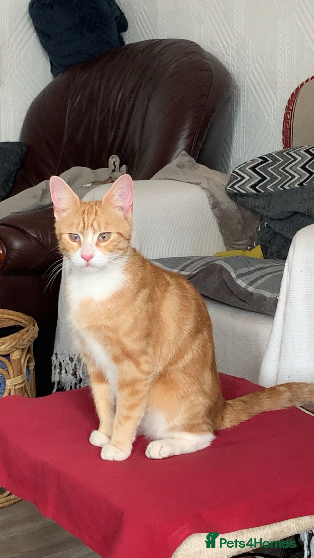 Mixed Breed cats for sale: 4 Month Female Tabby Kitten Available (Birmingham) - Image 3