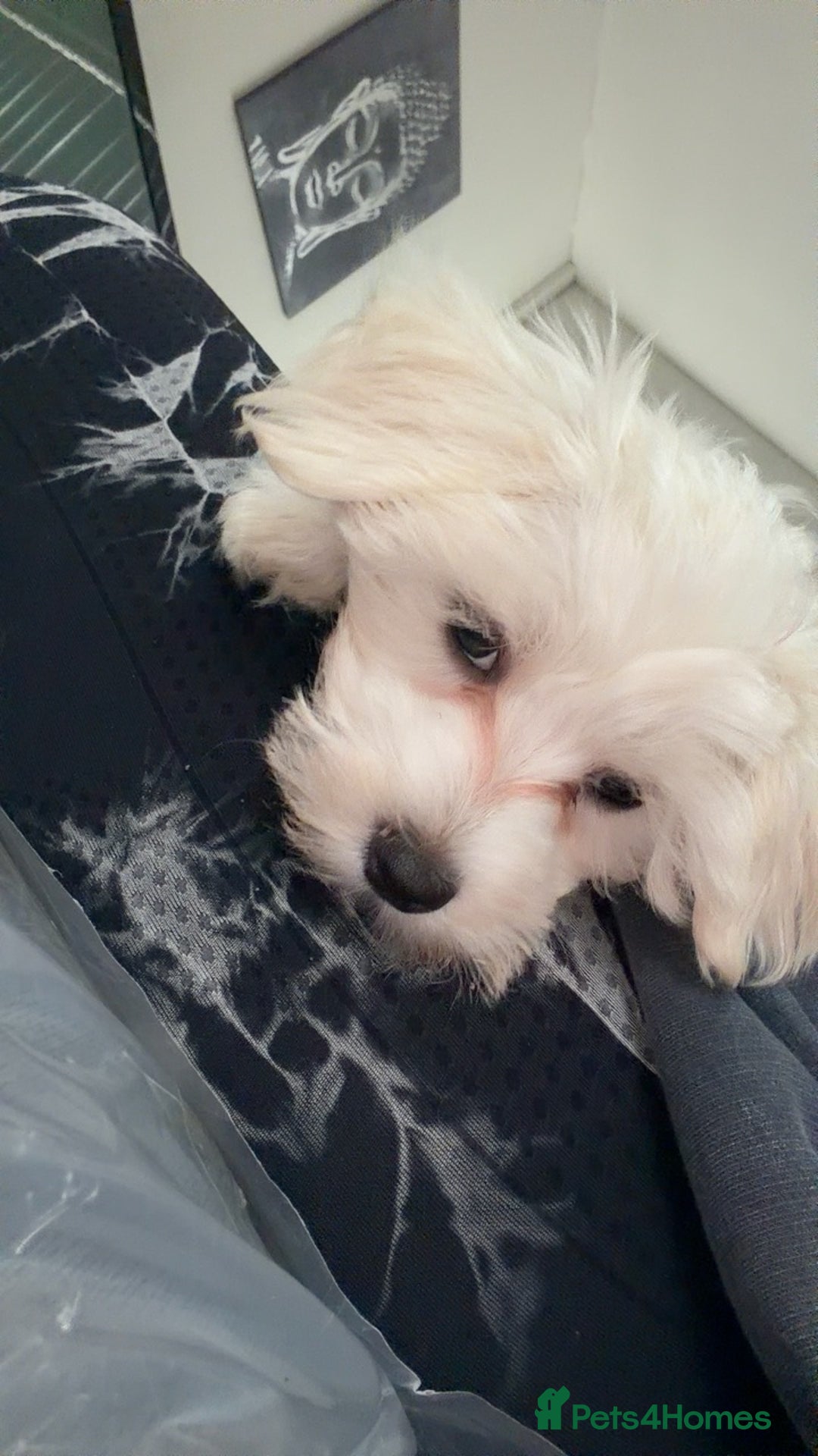 Maltese dogs for sale: Beautiful Maltese girl  - Advert 11