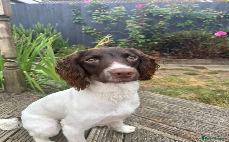 English Springer Spaniel dogs - Advert 1
