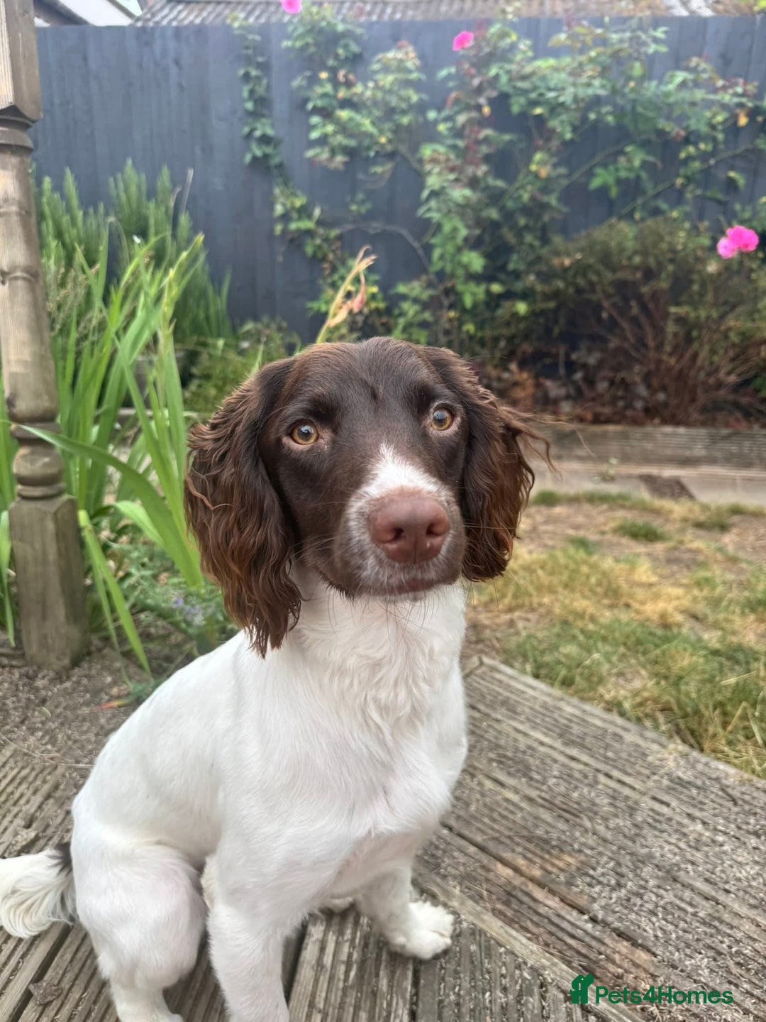 Blind Springer Spaniel Puppies Rescue English Springer Spaniel