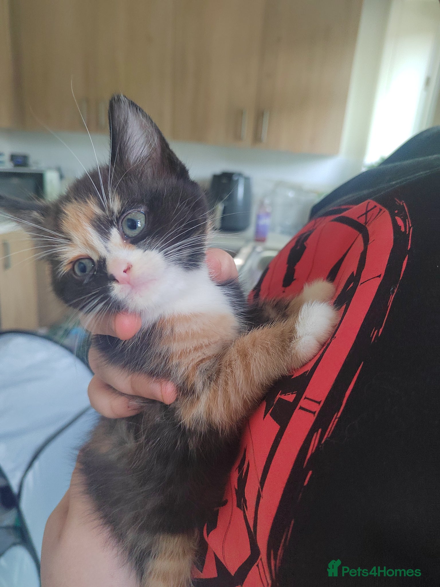 Mixed Breed cats 5 kittens available from may 20th - Advert 1