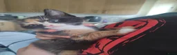 Mixed Breed cats for sale: 5 kittens available from may 20th - Advert 1