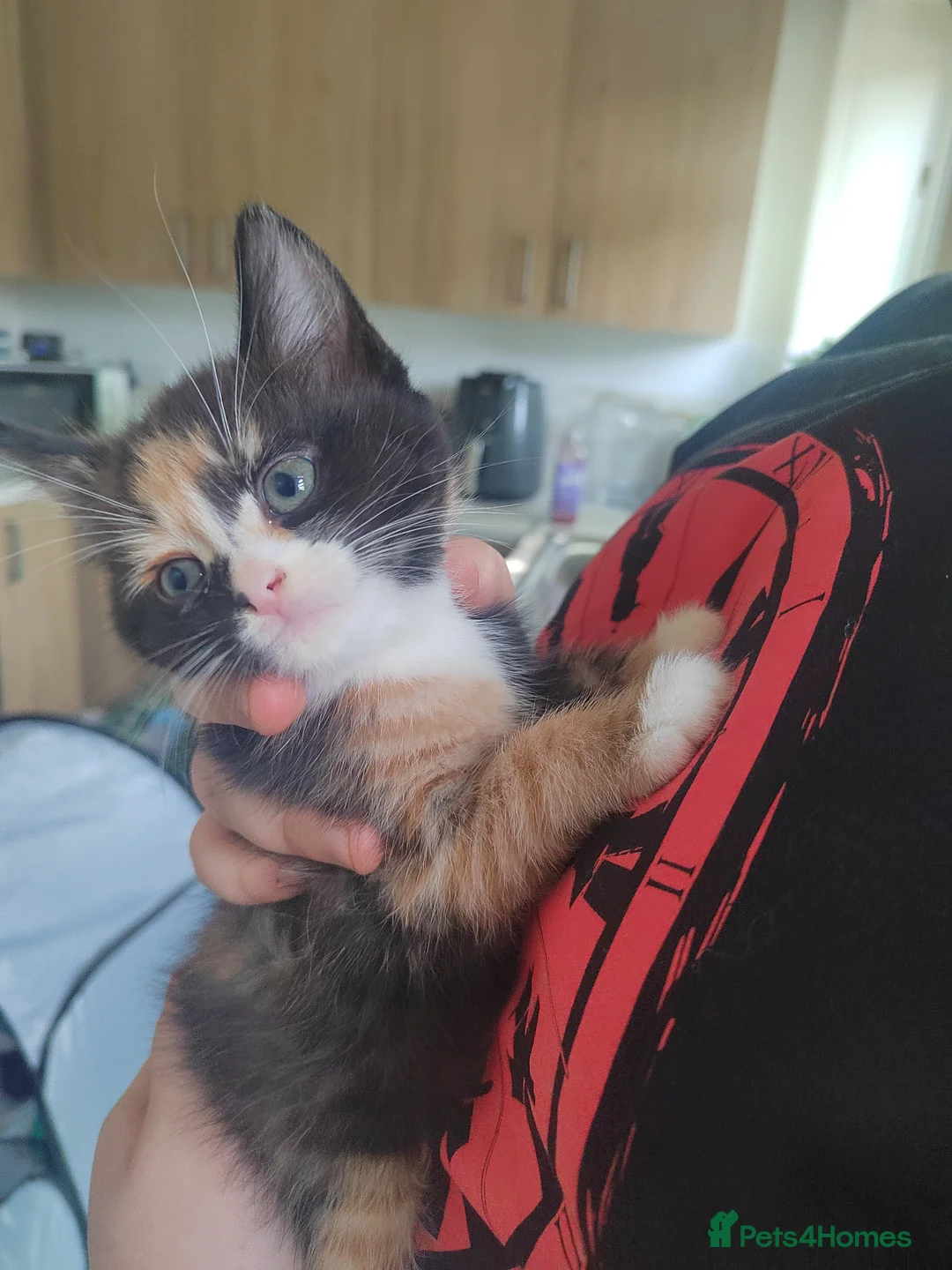 Mixed Breed cats for sale: 5 kittens available from may 20th - Advert 1