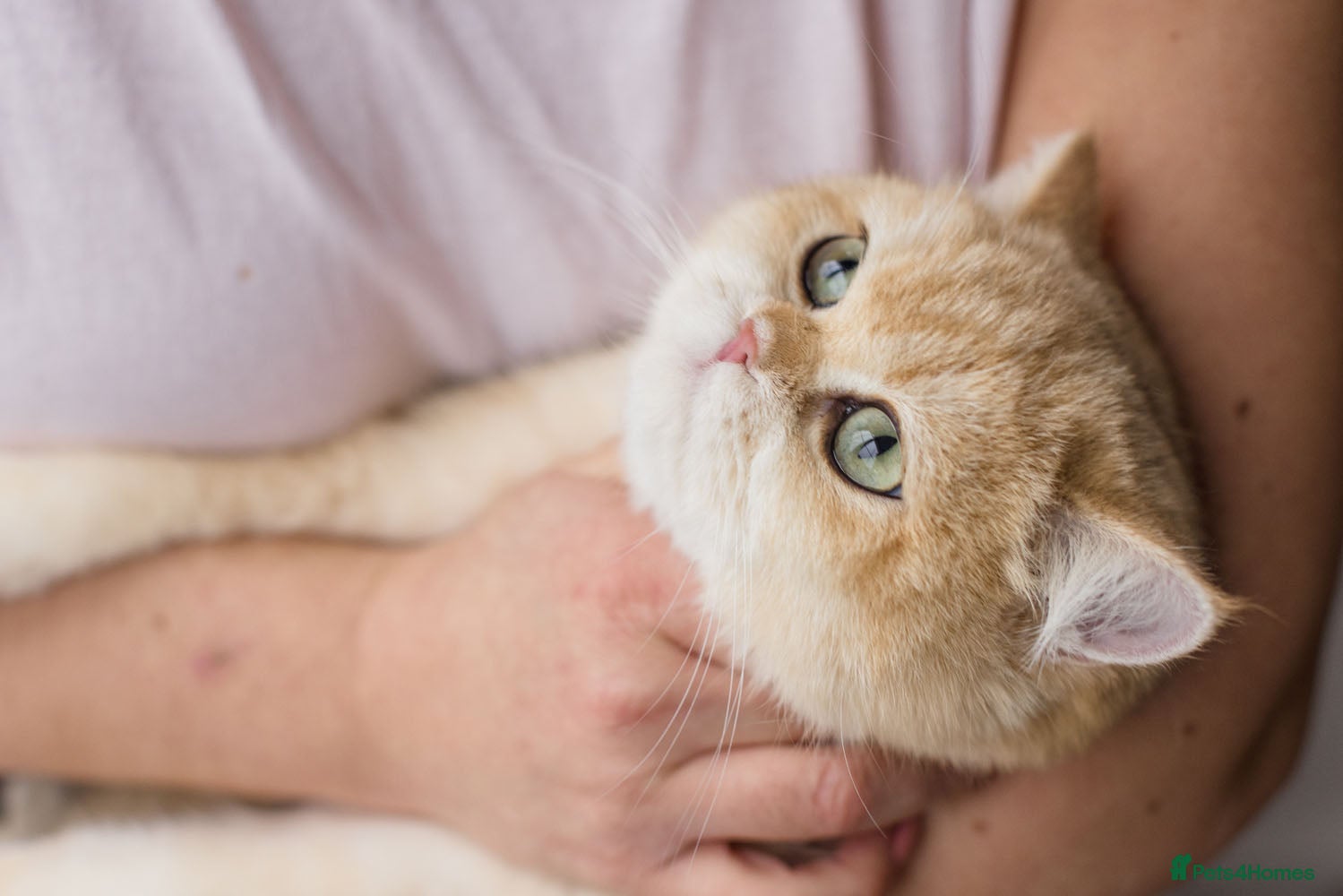 British Shorthair cats Beautiful British Shorthair Golden Female (ny11) - Advert 1