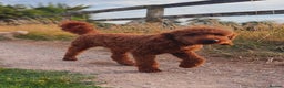 Labradoodle dogs for stud: KC REG MIN POODLE PROVEN STUD  in Chippenham - Advert 5