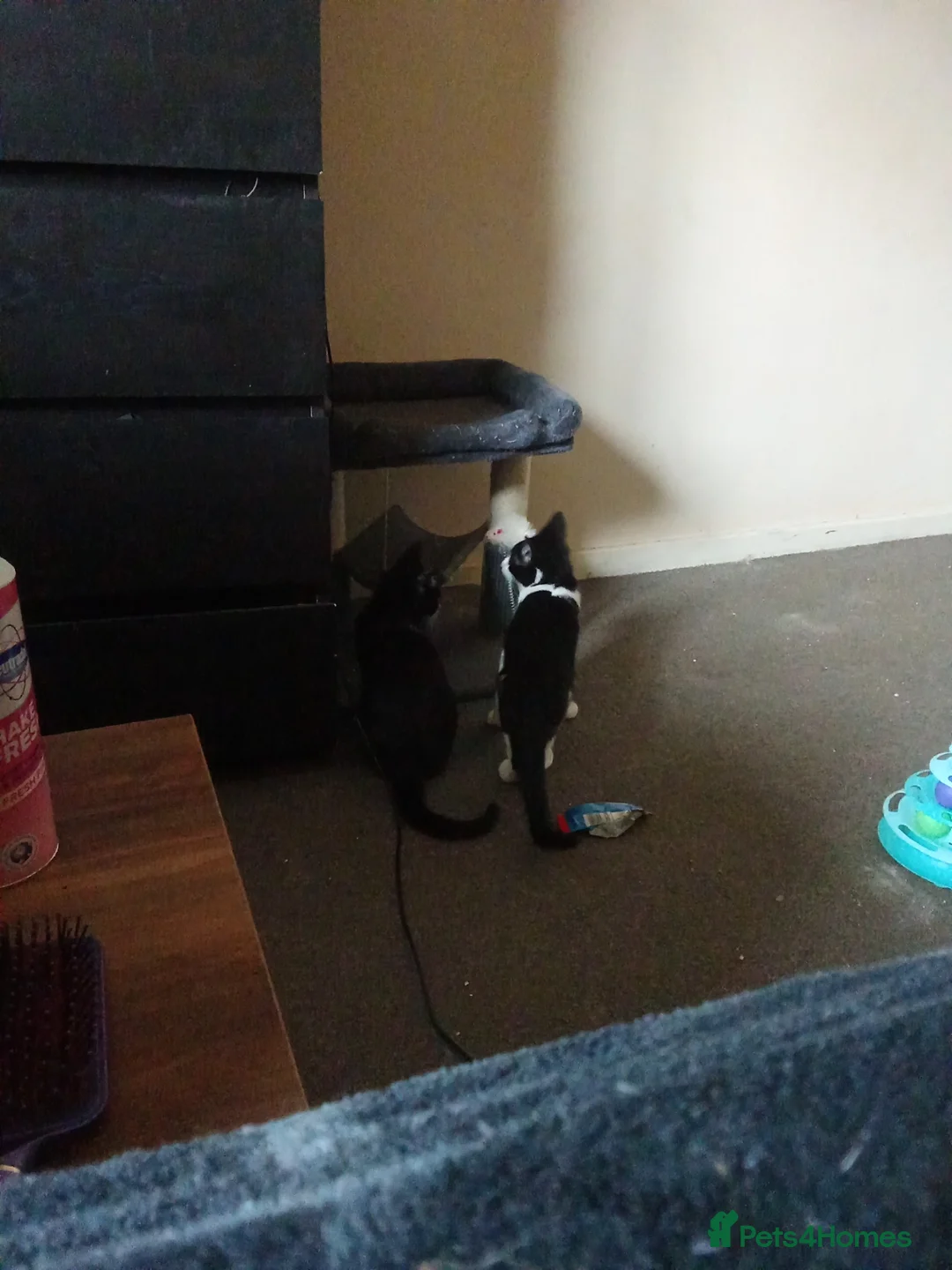 Mixed Breed cats for sale: Gorgeous kitten looking for his forever home - Advert 1