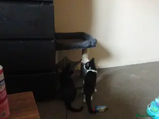 Mixed Breed cats Gorgeous kitten looking for his forever home - Advert 8