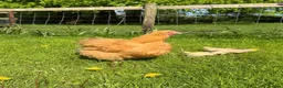 Chickens poultry for sale: Buff Orpington Chicks - Advert 5