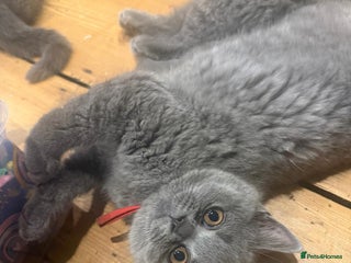 British Shorthair cats 2 GCCF British Shorthair Kittens left. Ready to Go - Advert 2