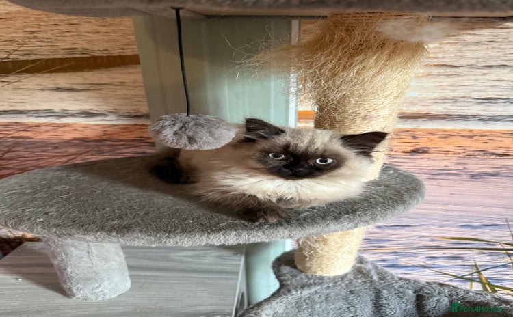 Persian cats - Advert 11