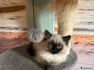 Persian cats - Advert 3