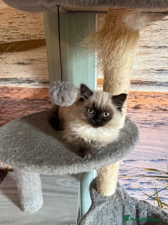 Persian cats - Advert 15