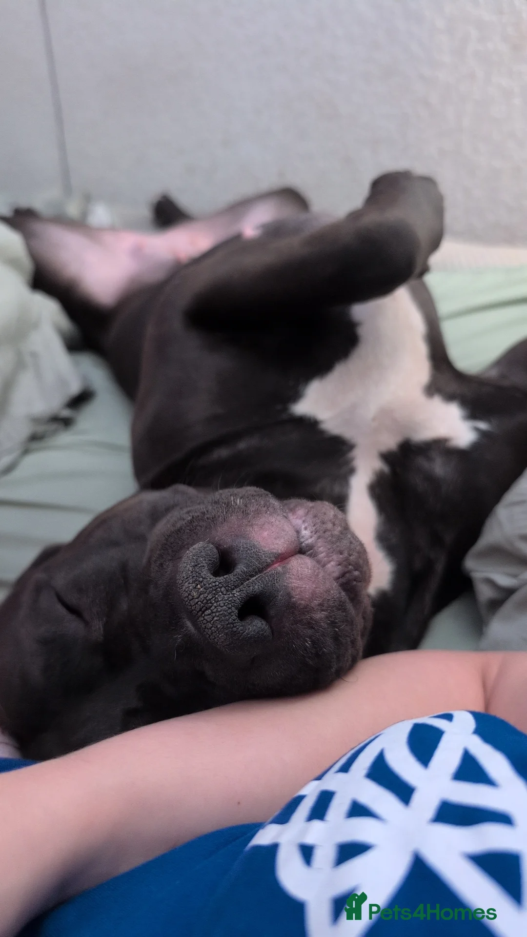 Mixed Breed dogs for sale: Gentle Giant Seeking Calm Home (3yrs, 50kg) - Advert 3