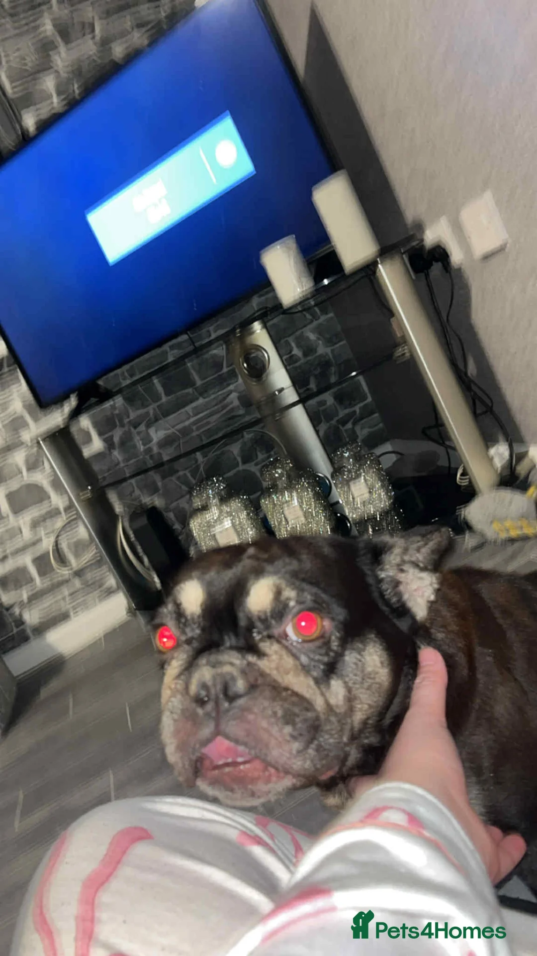 French Bulldog dogs for sale: Female French bulldog 4 years old  - Advert 4