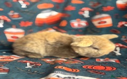 Mini Lop rabbits for sale: Outstanding mini lop litter - Advert 7