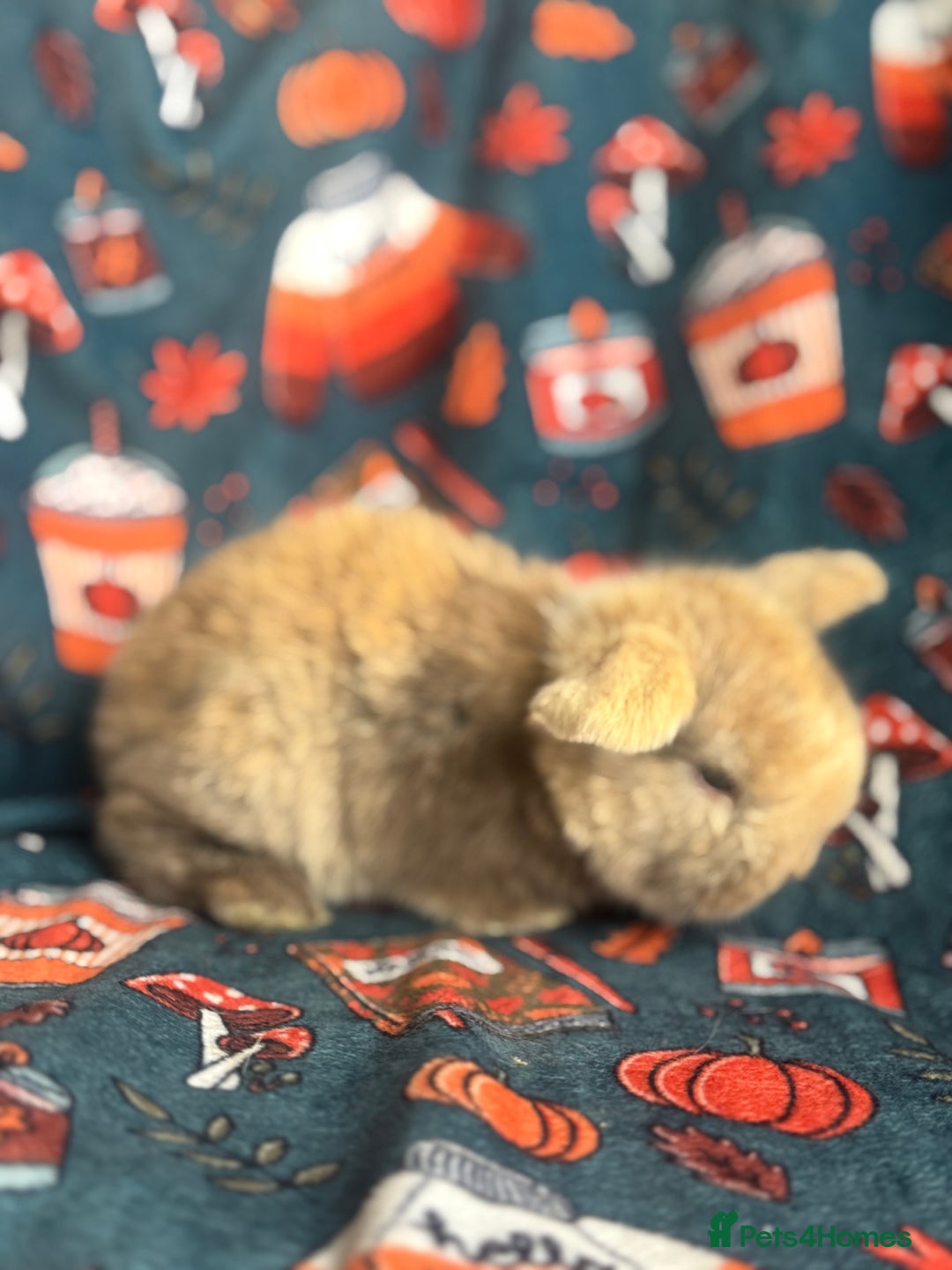 Mini Lop rabbits for sale: Outstanding mini lop litter - Advert 7