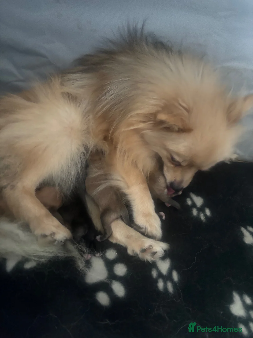 Pomeranian dogs for sale: 6 Gorgeous Pomeranian Puppies Available - 4 left - Advert 1