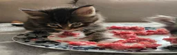 Maine Coon cats for sale: 1 TICA registered Maine Coon boy. - Advert 9