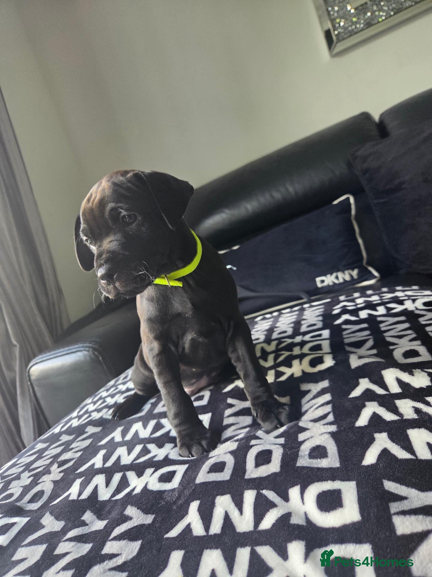Patterdale Terrier dogs Patterdale Terrier Puppies - Advert 8