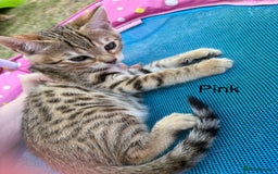 Bengal cats for sale: Beautiful litter of spotted Bengal kittens - Ready - Image 26