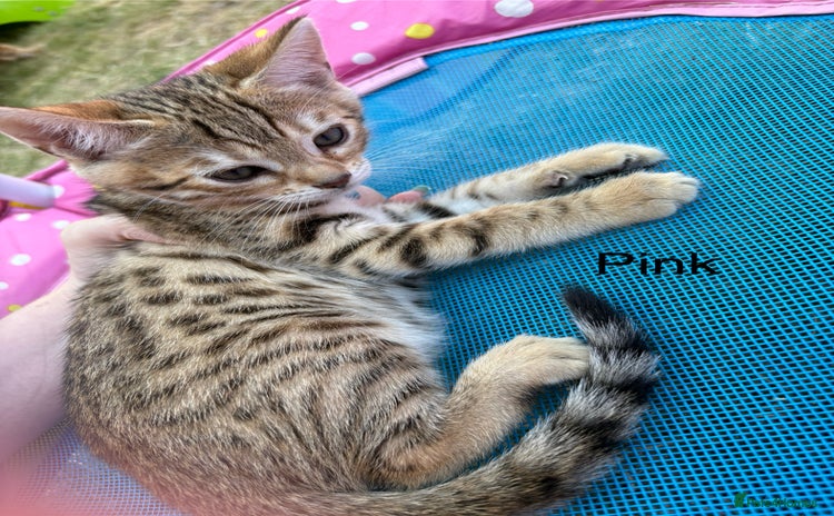 Bengal cats - Advert 2