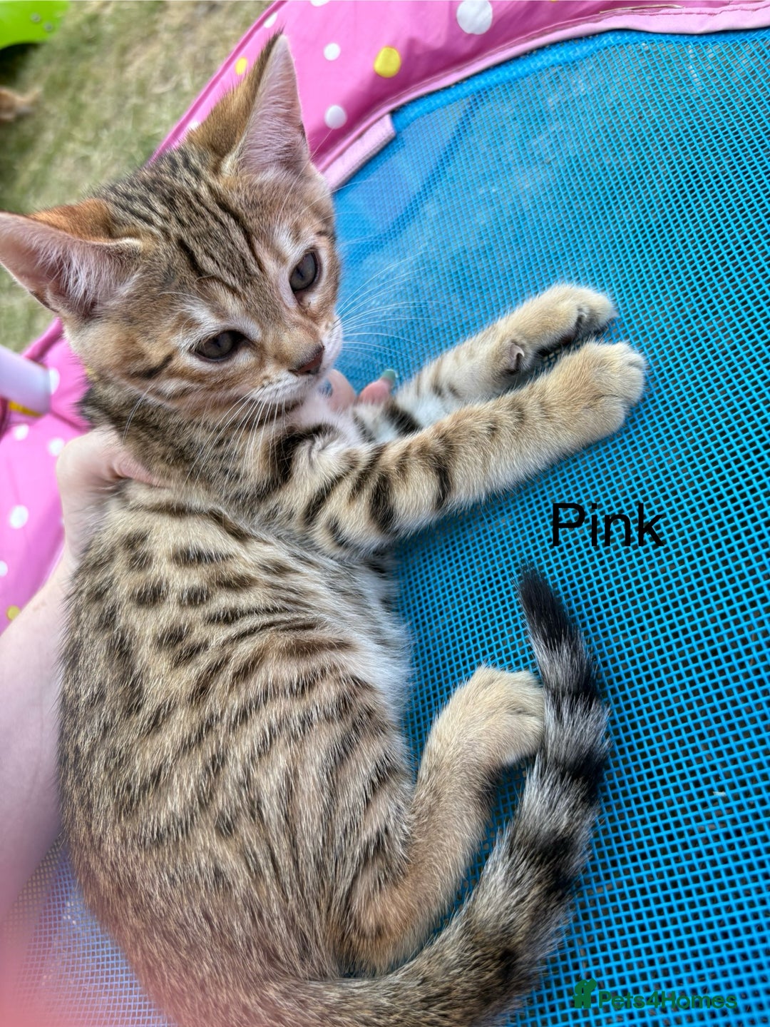 Bengal cats for sale: Beautiful litter of spotted Bengal kittens - Ready - Image 26
