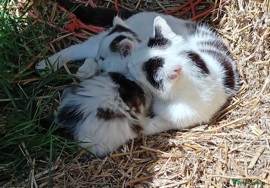 Mixed Breed cats for sale: Beautiful playful kittens kittens - Image 2