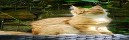 Maine Coon cats for sale: Pair of Maine Coon kittens from Registered parents - Advert 3