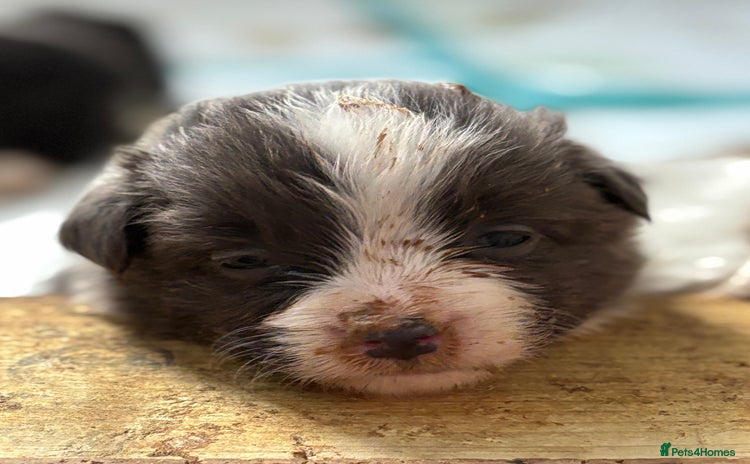 Border Collie dogs - Advert 1