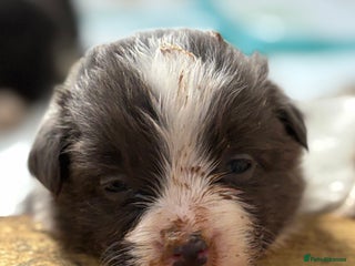 Border Collie dogs - Advert 24