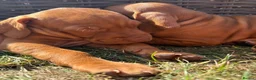 Hungarian Vizsla dogs for sale: Ready this weekend Beautiful litter.  - Advert 12
