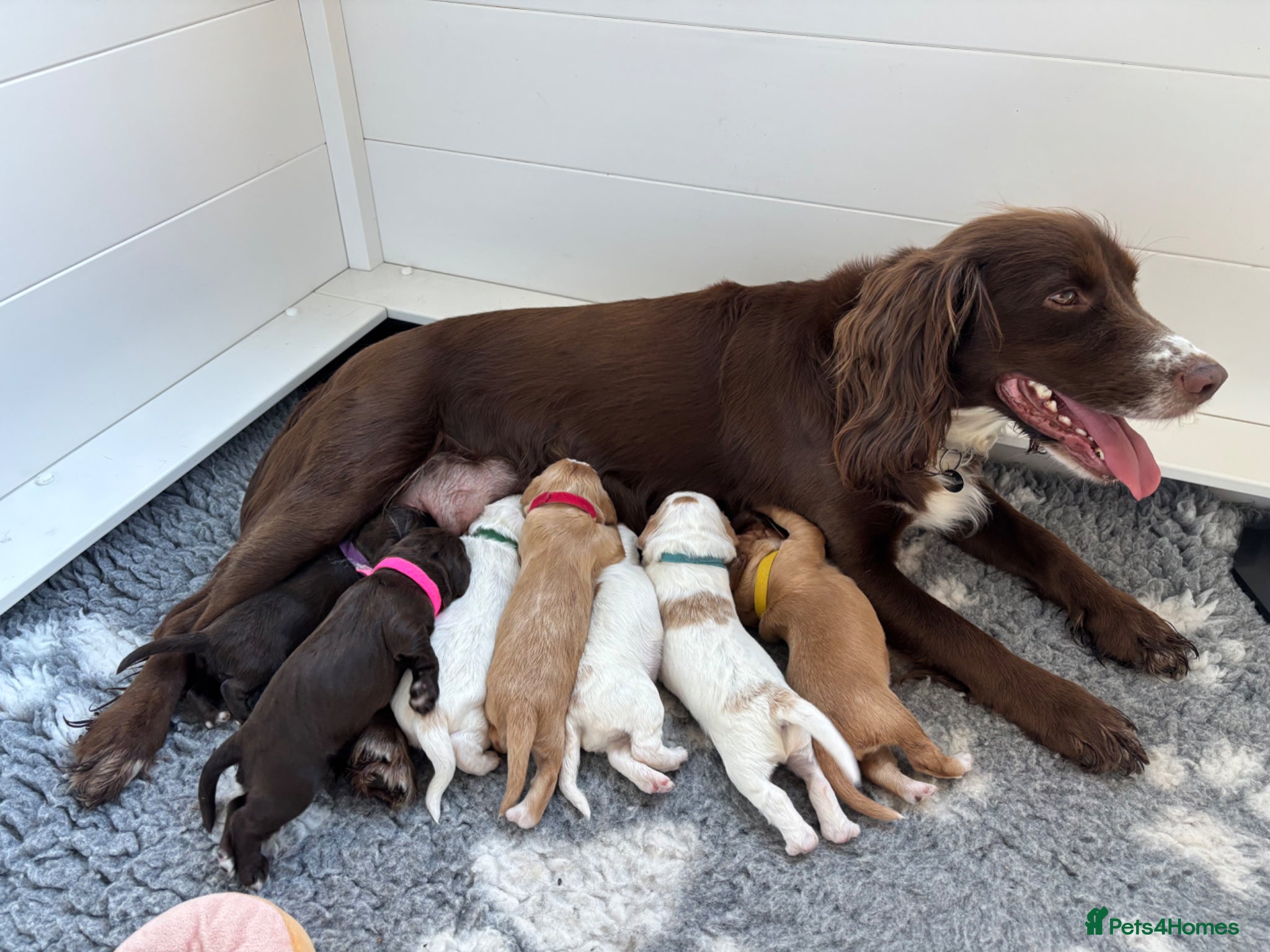 Sprocker dogs Healthy sprocker pups looking for loving homes - Advert 6