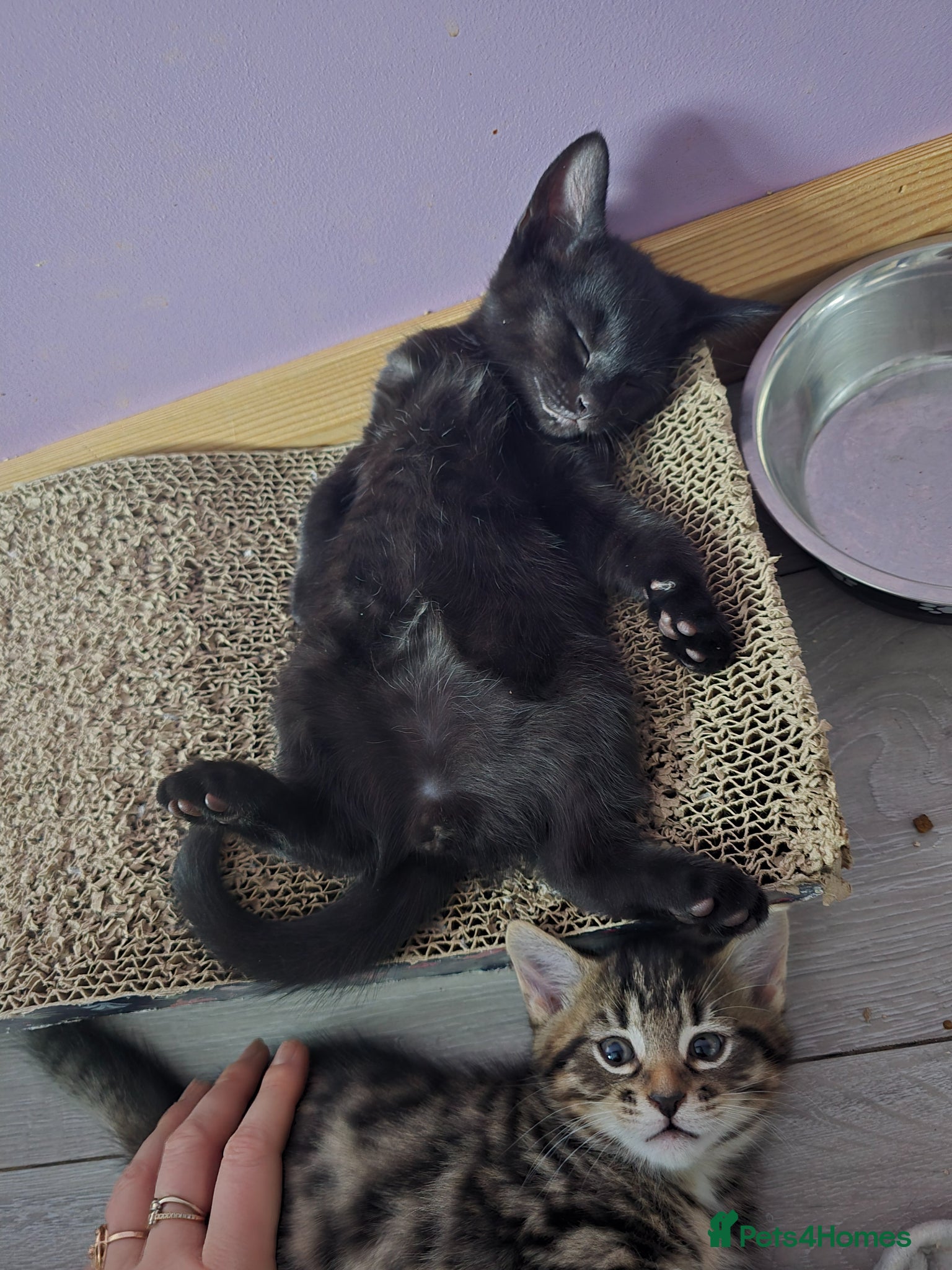 Mixed Breed cats Gorgeous Kittens – Vaccinated & Ready Mid-May 🐾 - Advert 1